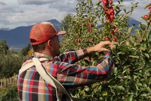 man in a baseball cap picking apples